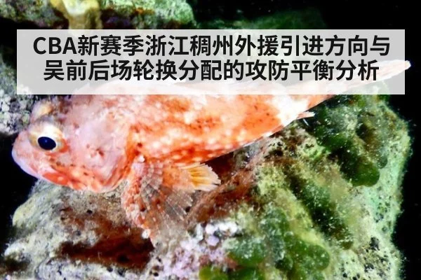 CBA新赛季浙江稠州外援引进方向与吴前后场轮换分配的攻防平衡分析